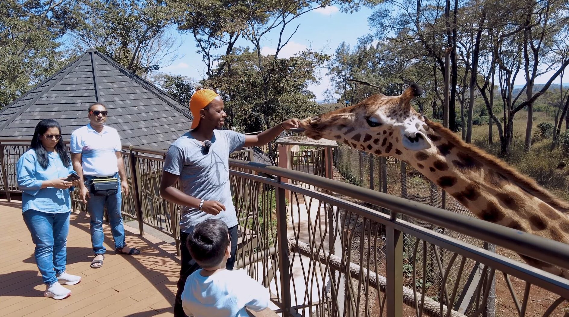 A visitor feeding the giraffes at the giraffe center