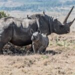 rhino, black rhino, rhino mum, rhino baby, lewa conservancy, africa, kenya, rare, endangered
