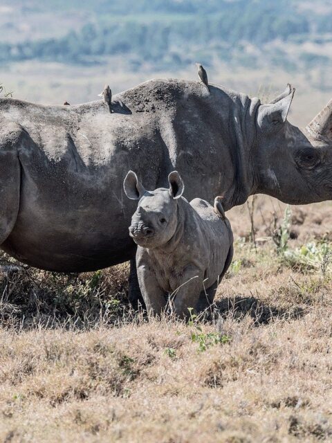 rhino, black rhino, rhino mum, rhino baby, lewa conservancy, africa, kenya, rare, endangered